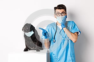 Cute black pug dog in face mask looking left at promo banner while doctor in veterinarian clinic pointing finger