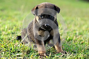 Cute black puppy with brown markings