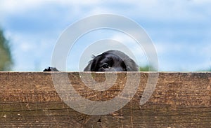 Cute Black Puppy Dog Looking Over a Wooden Fence