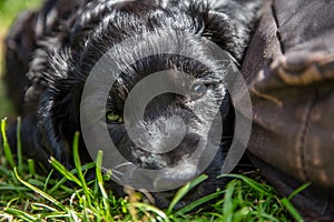 Cute Black Puppy Dog Sleeping on Grass By a Cushion