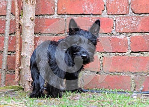 Cute black puppy dog standing by red brick wall.