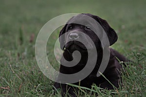 Cute black puppy Labrador Retriever isolated on a background of green grass