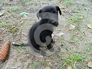 Cute black puppy little pet sitted