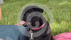 Cute black puppy pug summer portrait. Funny dog on a picnic breathes with his tongue