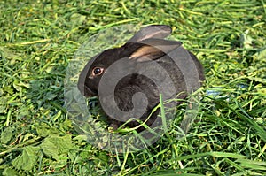 Cute black purebreed rabbit in a yard