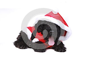 Cute Black Russian Terrier Puppy Dog