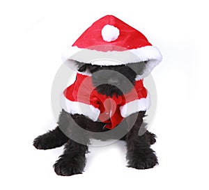 Cute Black Russian Terrier Puppy Santa on White Background