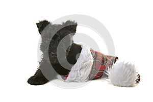 Cute black scottish terrier puppy in a tartan santaâ€™s hat