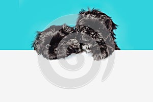 Cute black shih tzu puppy dog pug above banner look down with copy space for label on blue background, Mockup template