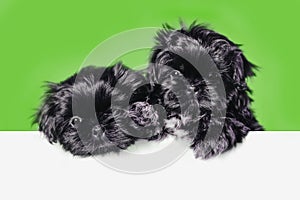 Cute black shih tzu puppy dog pug above banner look down with copy space for label on green background, Mockup template