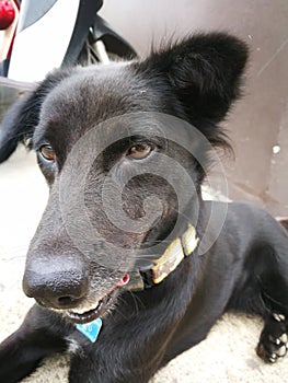 cute black Siamese dog had a black tongue inside way to friendly