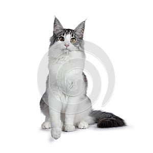 Cute black silver bicolor spotted tabby Norwegian Forest cat kitten on white background