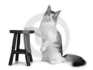 Cute black silver bicolor spotted tabby Norwegian Forest cat kitten on white background