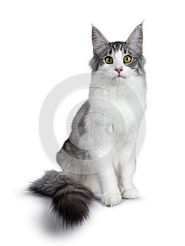 Cute black silver bicolor spotted tabby Norwegian Forest cat kitten on white background