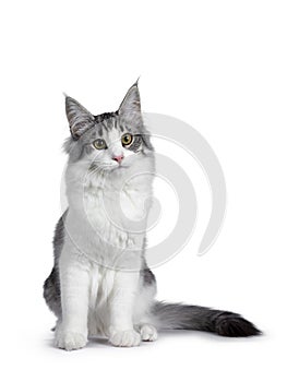 Cute black silver bicolor spotted tabby Norwegian Forest cat kitten on white background