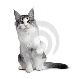 Cute black silver bicolor spotted tabby Norwegian Forest cat kitten on white background