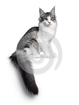 Cute black silver bicolor spotted tabby Norwegian Forest cat kitten on white background