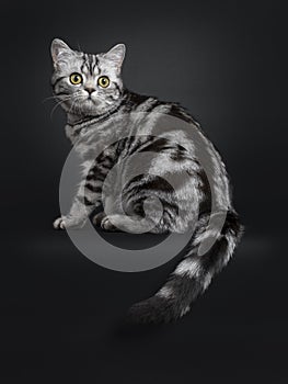 Cute black silver British Shorthair kitten on black