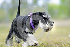 Cute black silver Miniature Schnauzer puppy dog exploring outdoors