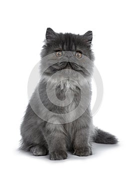 Cute black smoke Persian cat kitten, Isolated on white background.