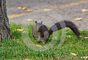 A Black Squirrel Posing For The Camera