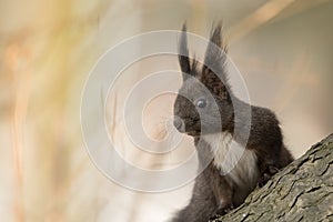 Cute black squirrell.