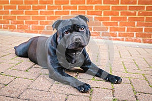 Cute black Staffordshire Bull Terrier dog with his head slightly cocked lying down outside looking at the camera