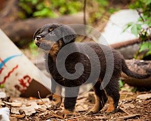 Cute black stray dog puppy