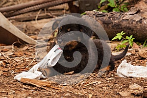 Cute black stray dog puppy