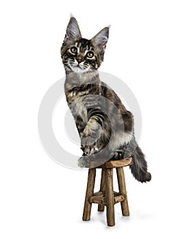 Cute black tabby tortie Maine Coon cat isolated on white background