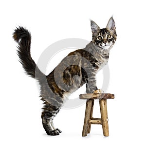 Cute black tabby tortie Maine Coon cat isolated on white background