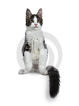 Cute black tabby with white Maine Coon cat kitten, Front paws in air and tail around body.