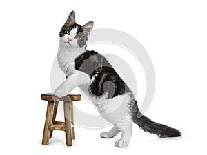 Cute black tabby with white Maine Coon cat kitten, Front paws in air and tail around body.