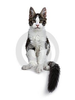 Cute black tabby with white Maine Coon cat kitten, Front paws in air and tail around body.
