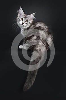 Cute black tabby with white Maine Coon kitten on black background
