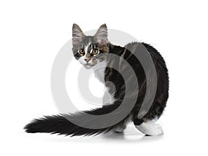Cute black tabby with white Maine Coon cat kitten, Tail curled beside bo