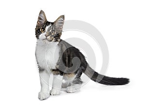 Cute black tabby with white Maine Coon cat kitten, Tail curled beside bo