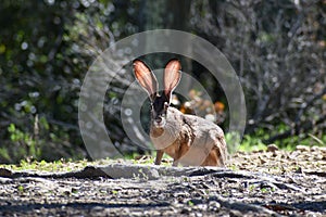 Cute Black Tailed Jack Rabbit Resting In A Secluded Meadow In Northern California