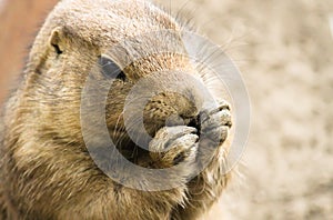 Cute Black-Tailed Prairie Dog Cynomys ludovicianus close head shot portrait with hands next to mouth