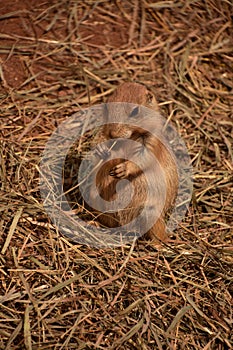 Cute Black Tailed Prairie Dog Sitting Up