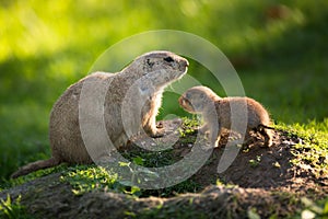 Cute black tailed prairie dog with a youngster