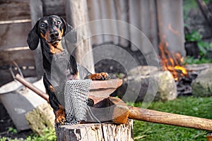 Cute black and tan dachshund blacksmith in working process of craftmaking metal chain mail. Outdoors, smith equipment, working ove