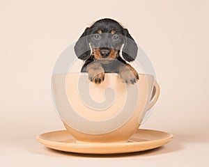 Cute black and tan dachshund in a cup and saucer on a creme background