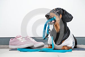 Cute black and tan dachshund hold blue leash in teeth, pink and white sneakers stands near