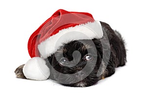 Cute black and tan Havanese puppy in Santa hat