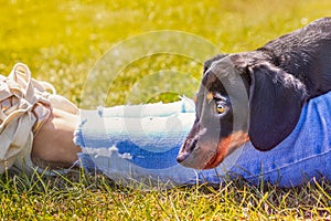 Cute black and tan miniature Dachshund puppy lying with his head on the legs of a lady with light blue frayed cropped jeans