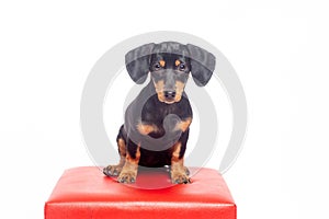 Cute black and tan teckel dachshund puppy