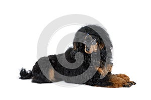 Cute black Toy Poodle dog lying on a white