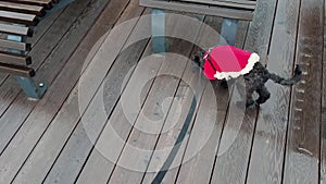 Cute black toy poodle puppy wearing Christmas costume walking on wooden pavement with sunbeds on resort in winter. POV