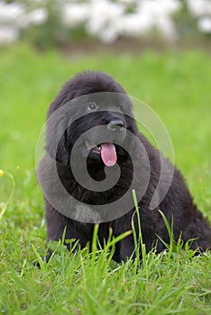 Cute black two month old Newfoundland puppy